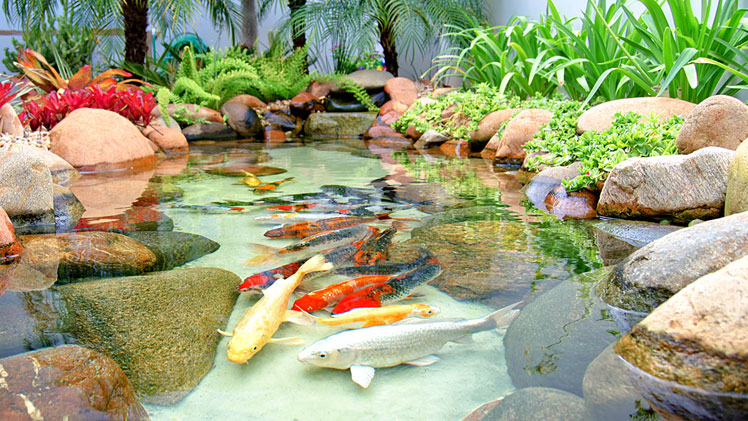 Lago ornamental com carpas, pedras e plantas aquáticas